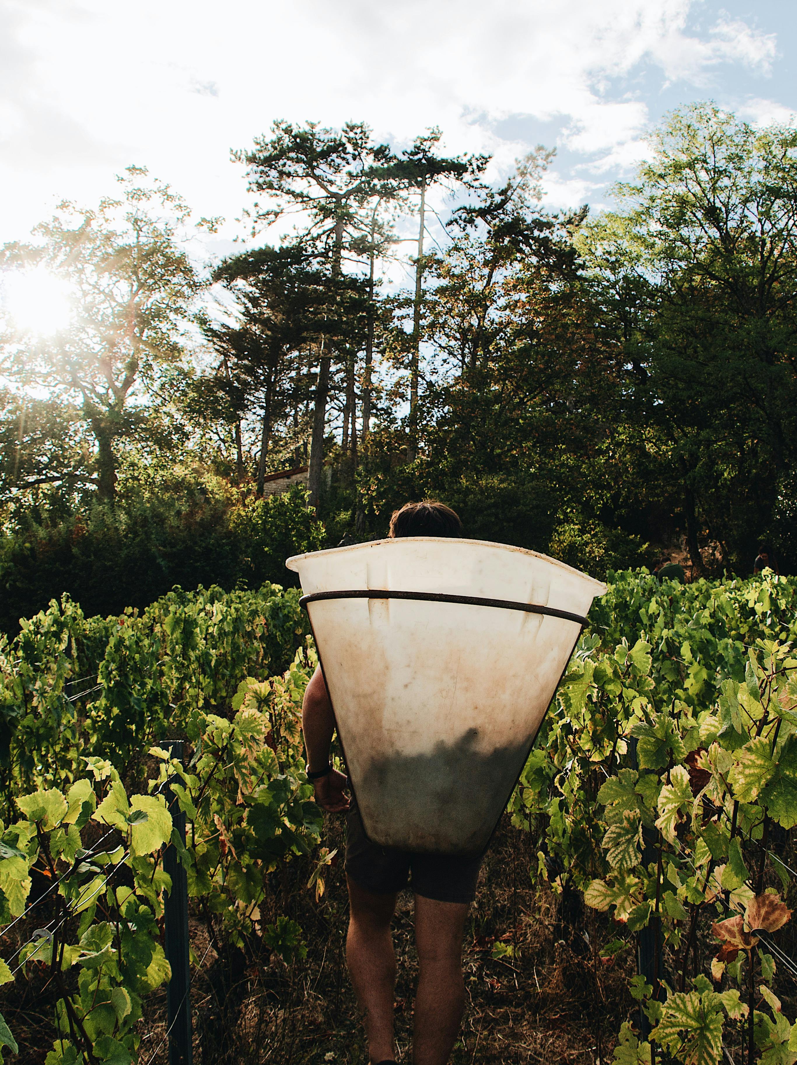 Farmer with fresh vegetables in Nepal