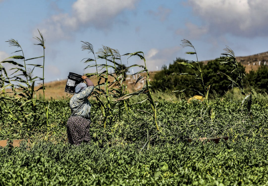 Farmer walking through crops