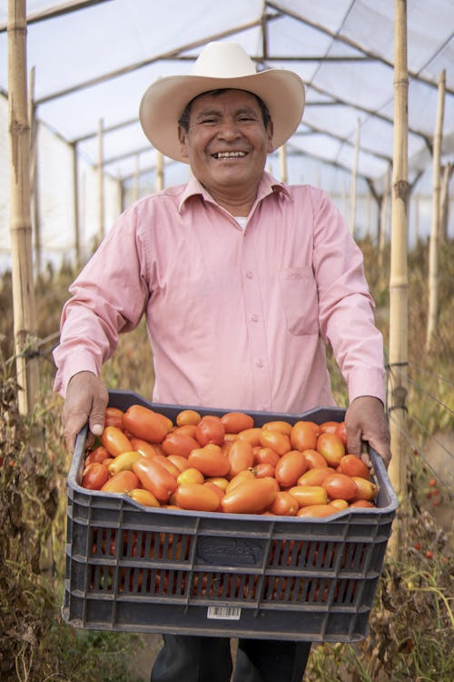 Nepal farmer holding a tomato harvest